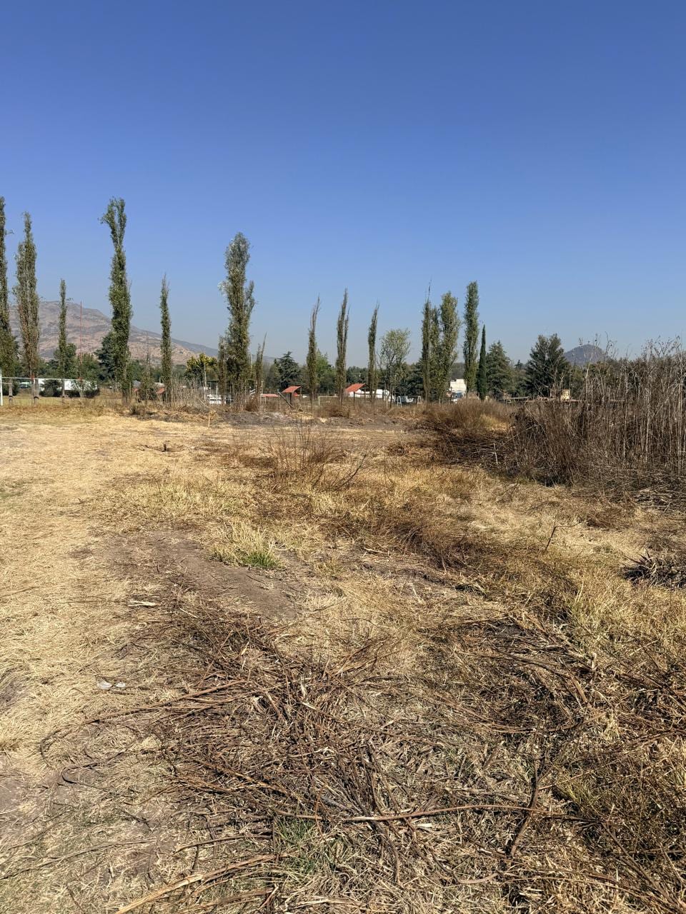 Hilera de álamos en el límite del terreno